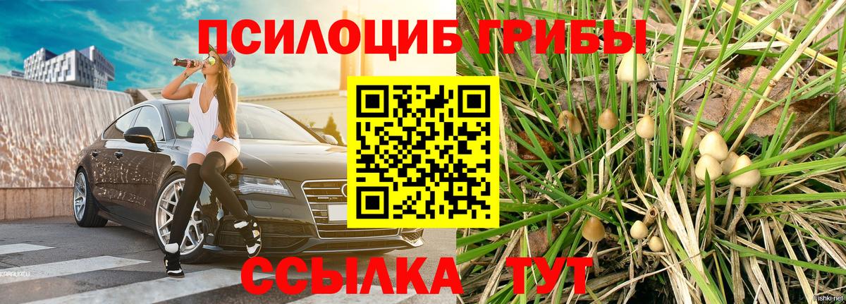 Галлюциногенные грибы прущие грибы  закладка  Вход с VPN  Чистополь  Галлюциногенные грибы Cubensis 